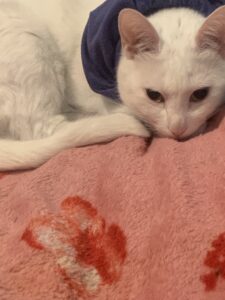 foto de Lena