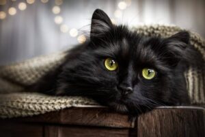 gato negro