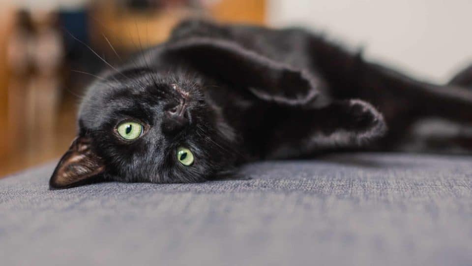 gato peludo