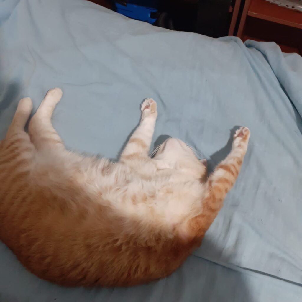 Mi gato jugando