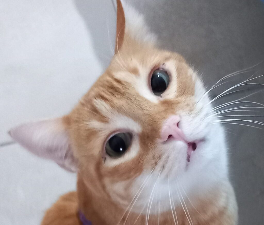 Mi gato Ori