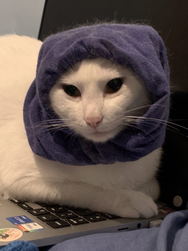 foto de un gato blanco con capucha azul