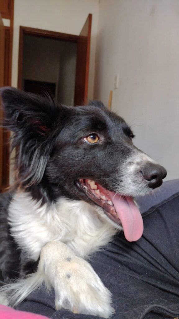 perra border collie negra y blanca