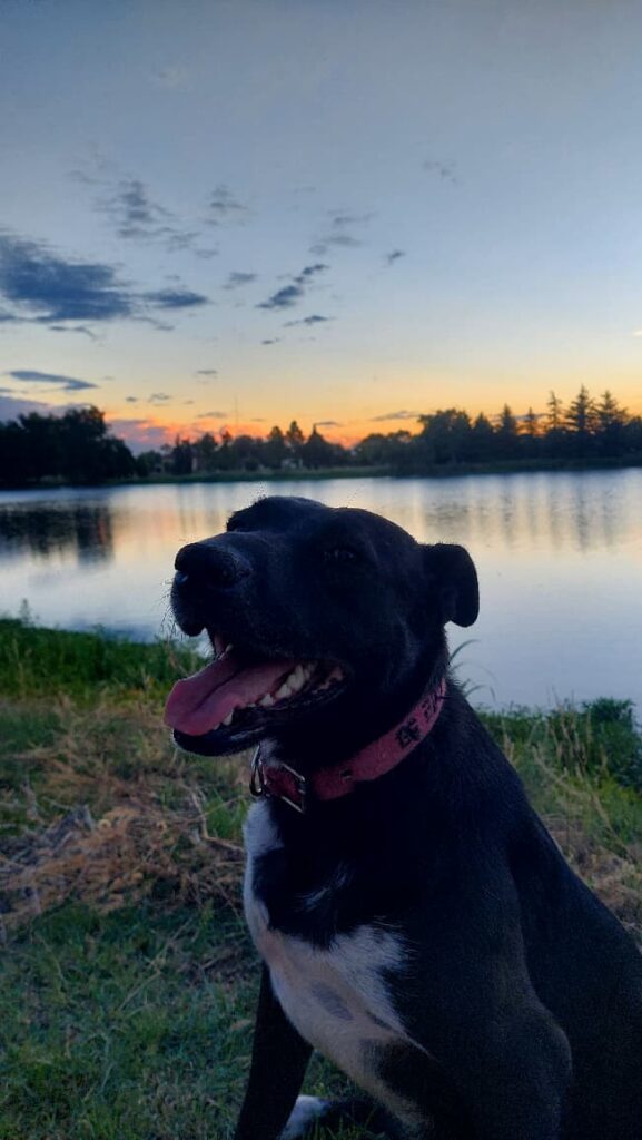 Perro con un lago de fondo