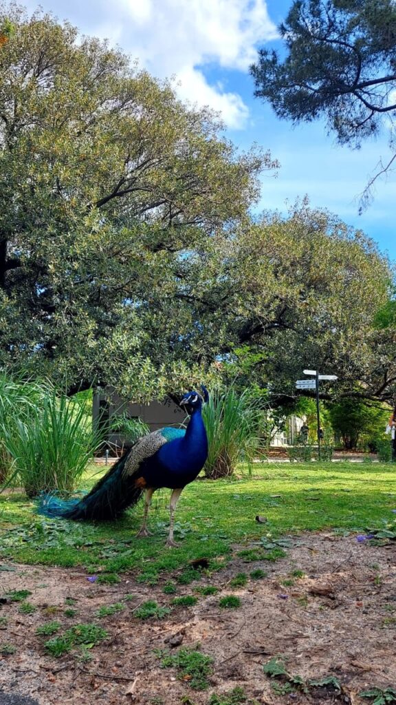 Pavo real