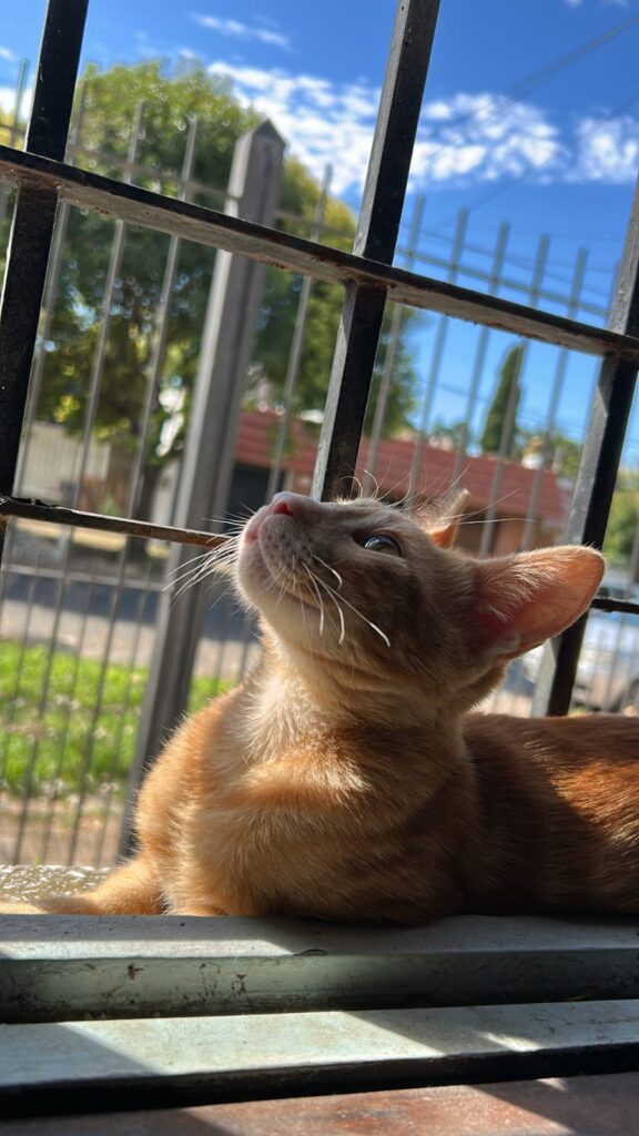 gato naranja