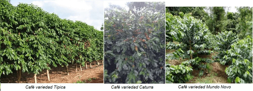 plantas de café arabicas