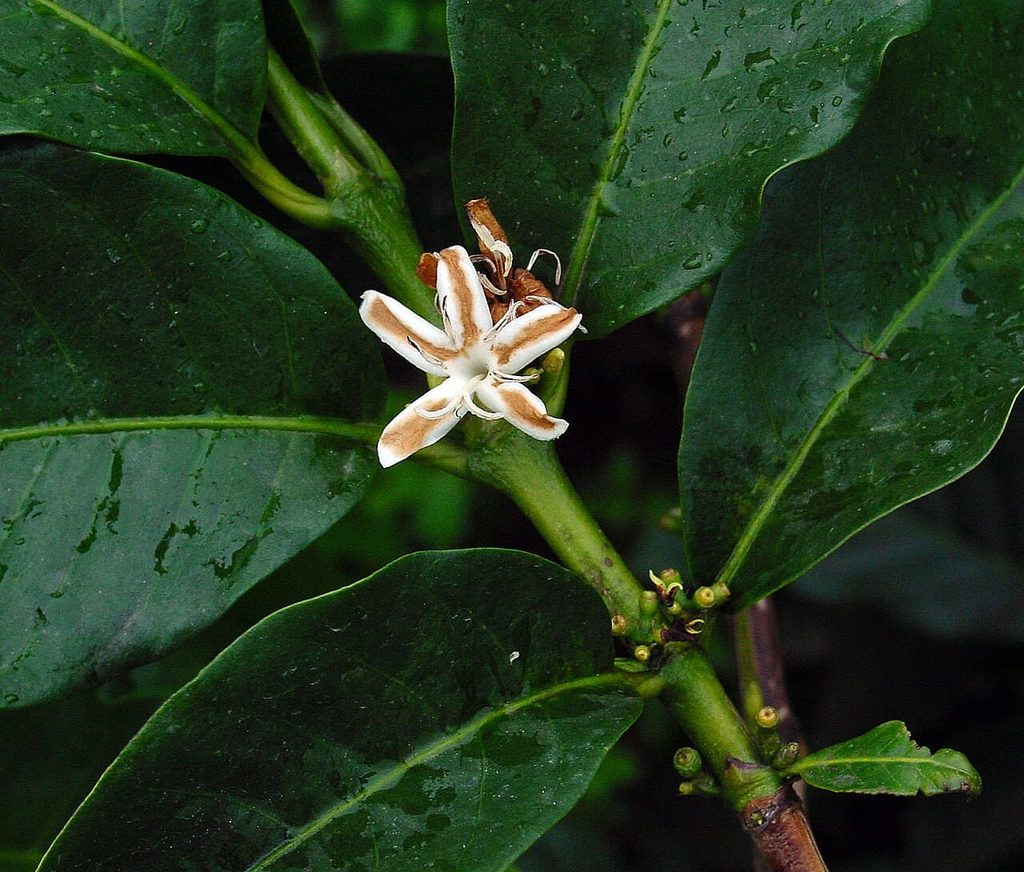 flor de la planta de cafeto