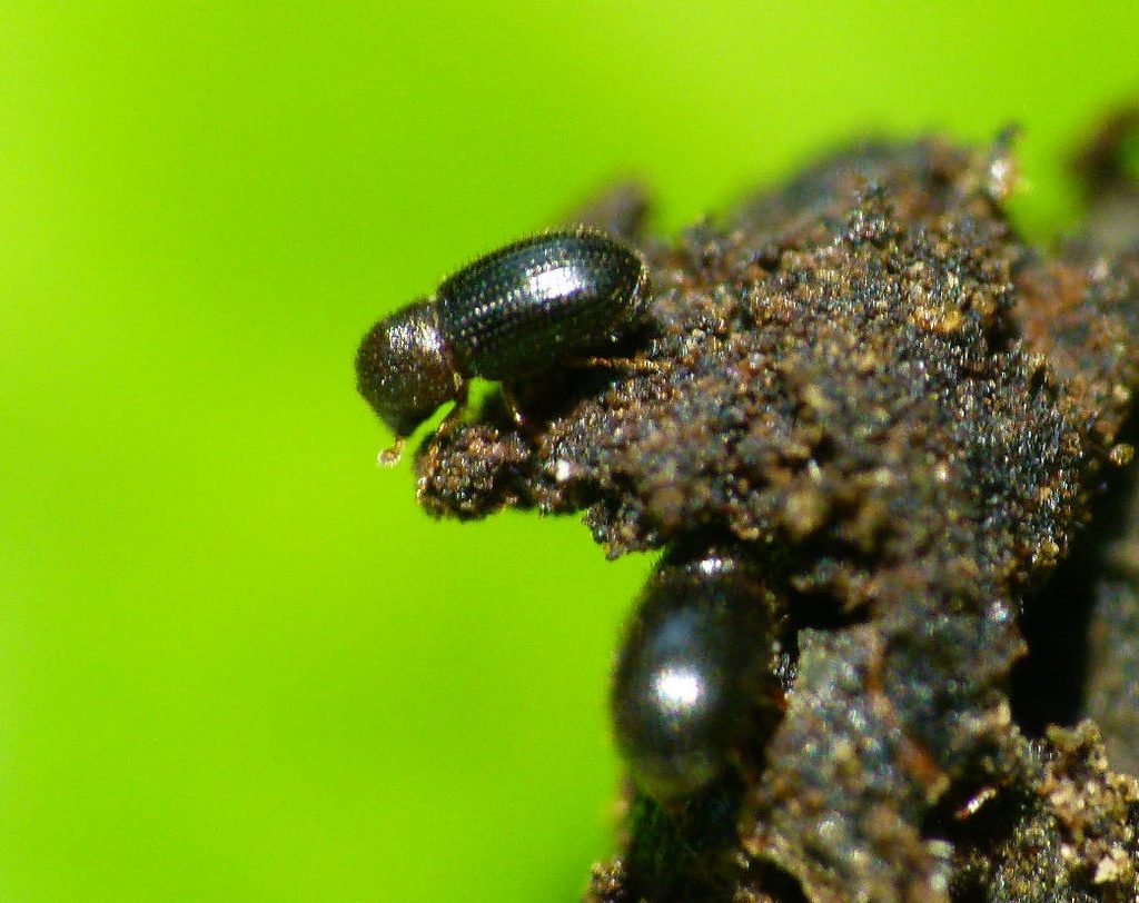 insecto de la broca