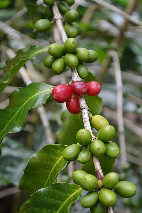 planta de cafeto