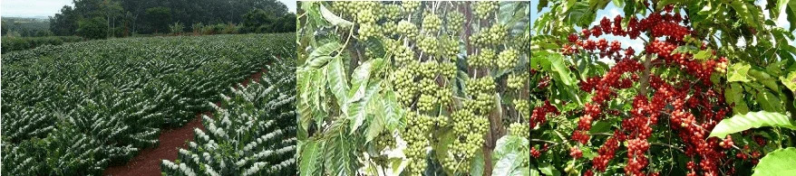plantas de café rubusta