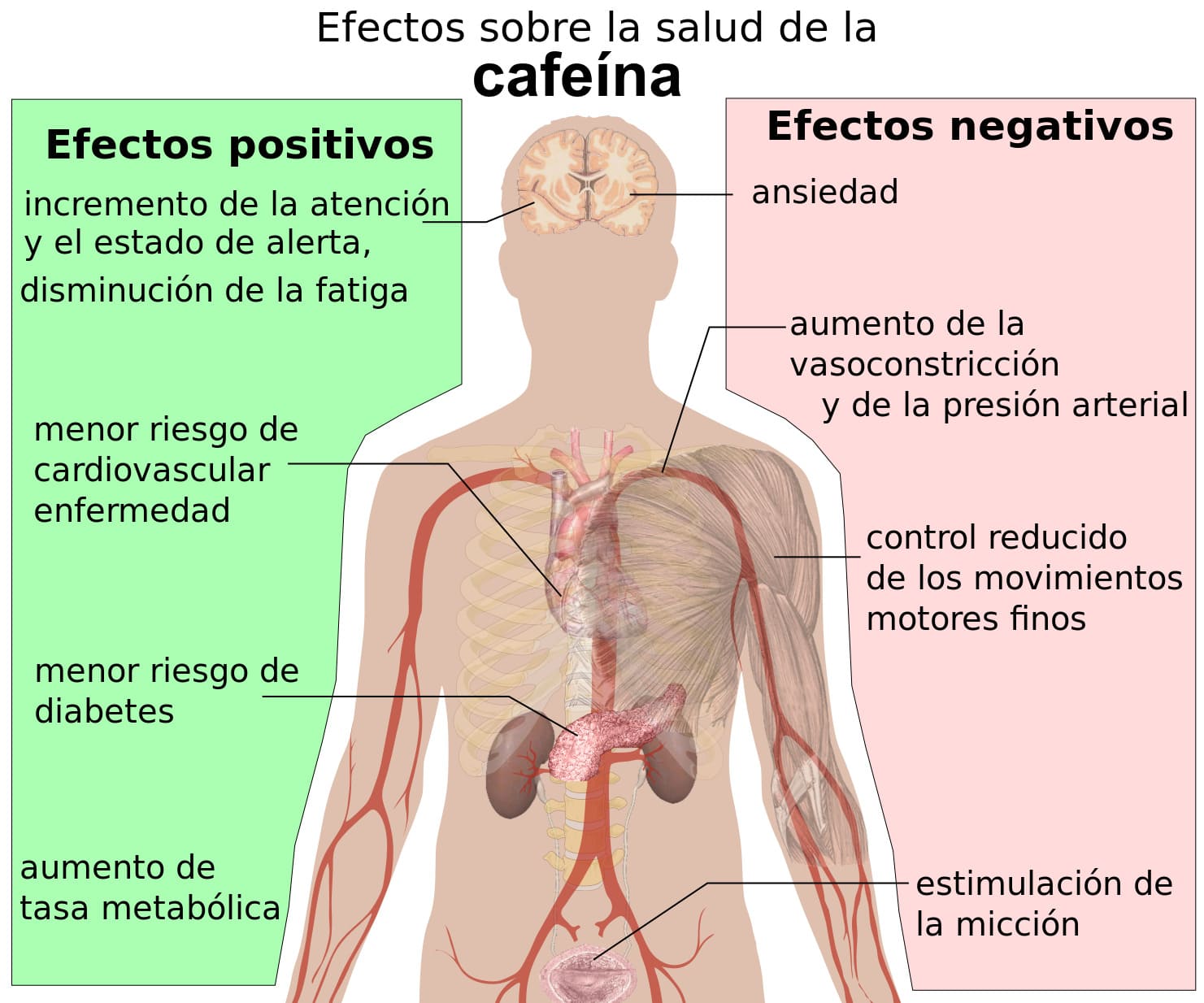 esquema del efecto del cuerpo humano