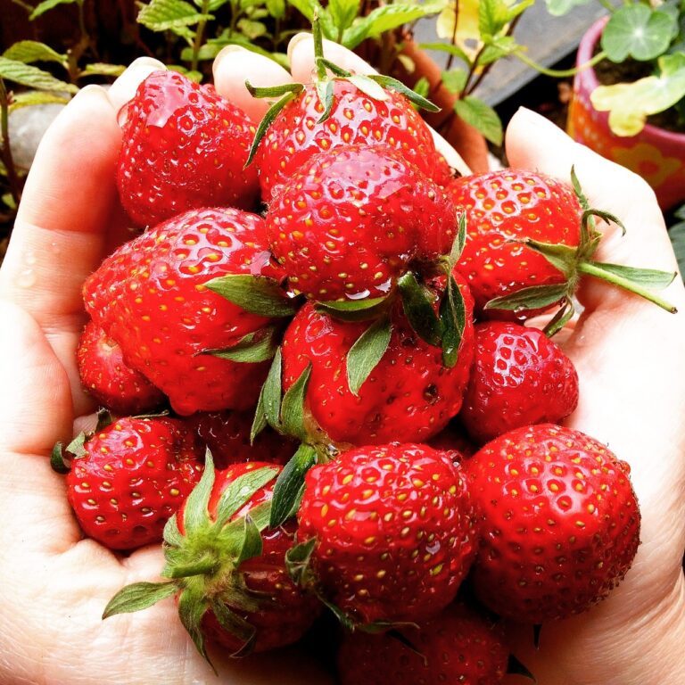 strawberries, fruits, red, sweet, food, greenhouse, orchard, bright