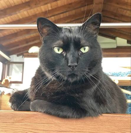 Mi Gata Uma