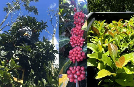 planta de café liberica