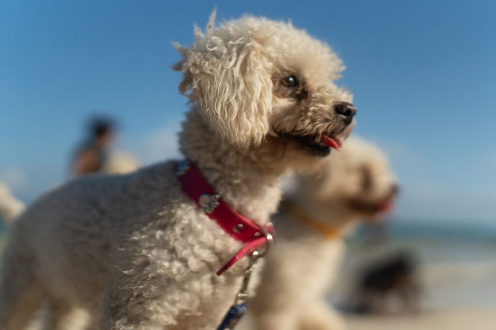 Mi perro nube