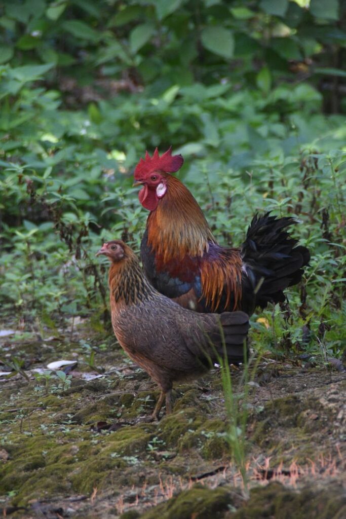 gallo y gallina
