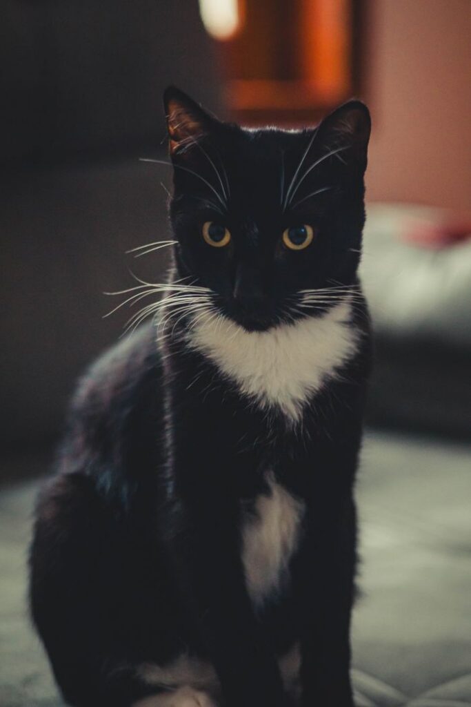 mi gato